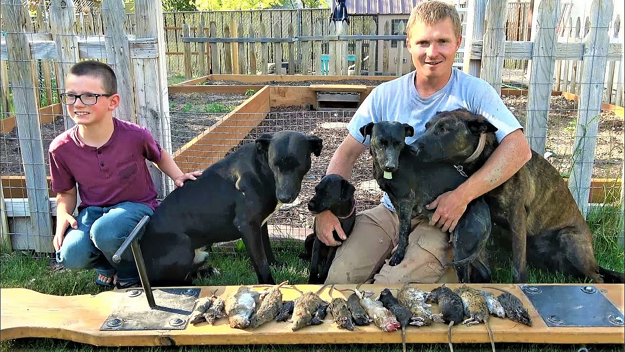 20 Yard Rats! Urban Pest Control With Mink And Dogs.