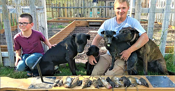 20 Yard Rats! Urban Pest Control With Mink And Dogs.