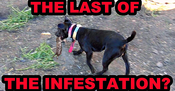 Finally Finishing Up At The Grain Farm!