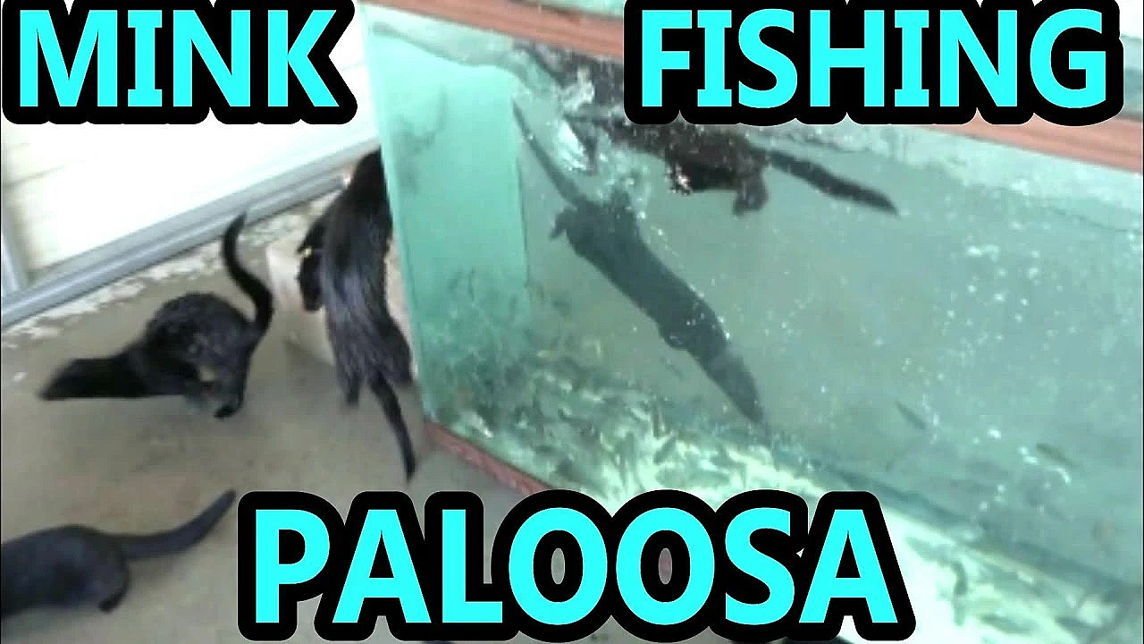 Horde Of Baby Mink Fishing