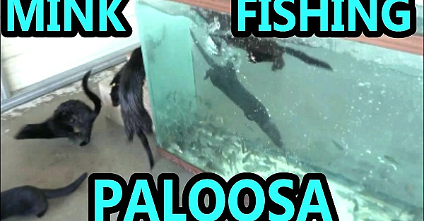 Horde Of Baby Mink Fishing