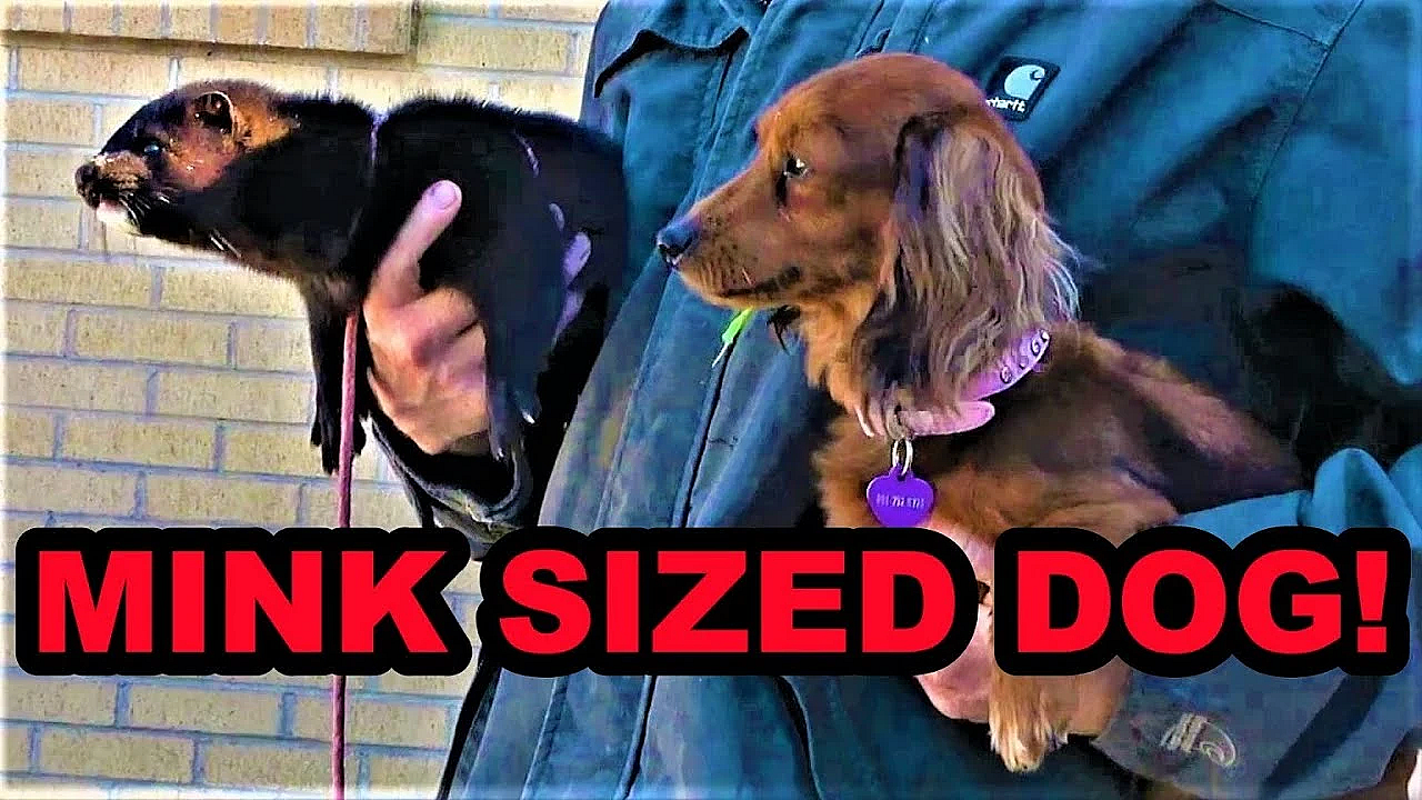 Boon Hunting Muskrats And Training Bella The Tiny Dachshund.