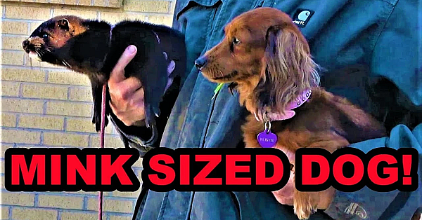 Boon Hunting Muskrats And Training Bella The Tiny Dachshund.