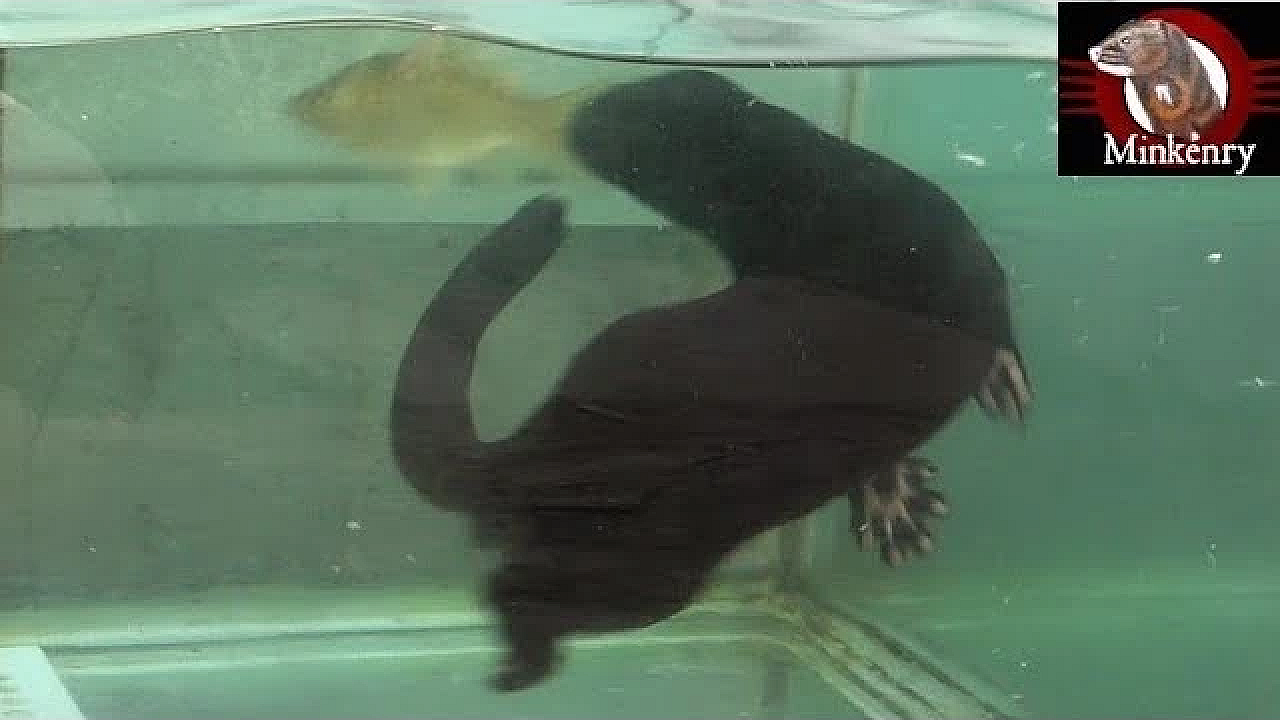 Fishing Lessons For Baby Mink Rose