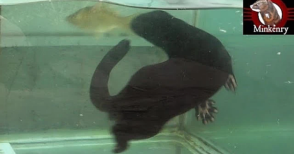 Fishing Lessons For Baby Mink Rose