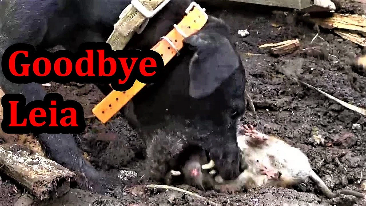 Goodbye Leia, My Little Pocket Lurcher :-(