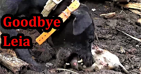 Goodbye Leia, My Little Pocket Lurcher :-(
