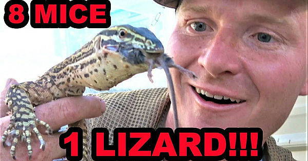 Destroy Mouse Infestation With Trained Lizard?!?!?!?!?