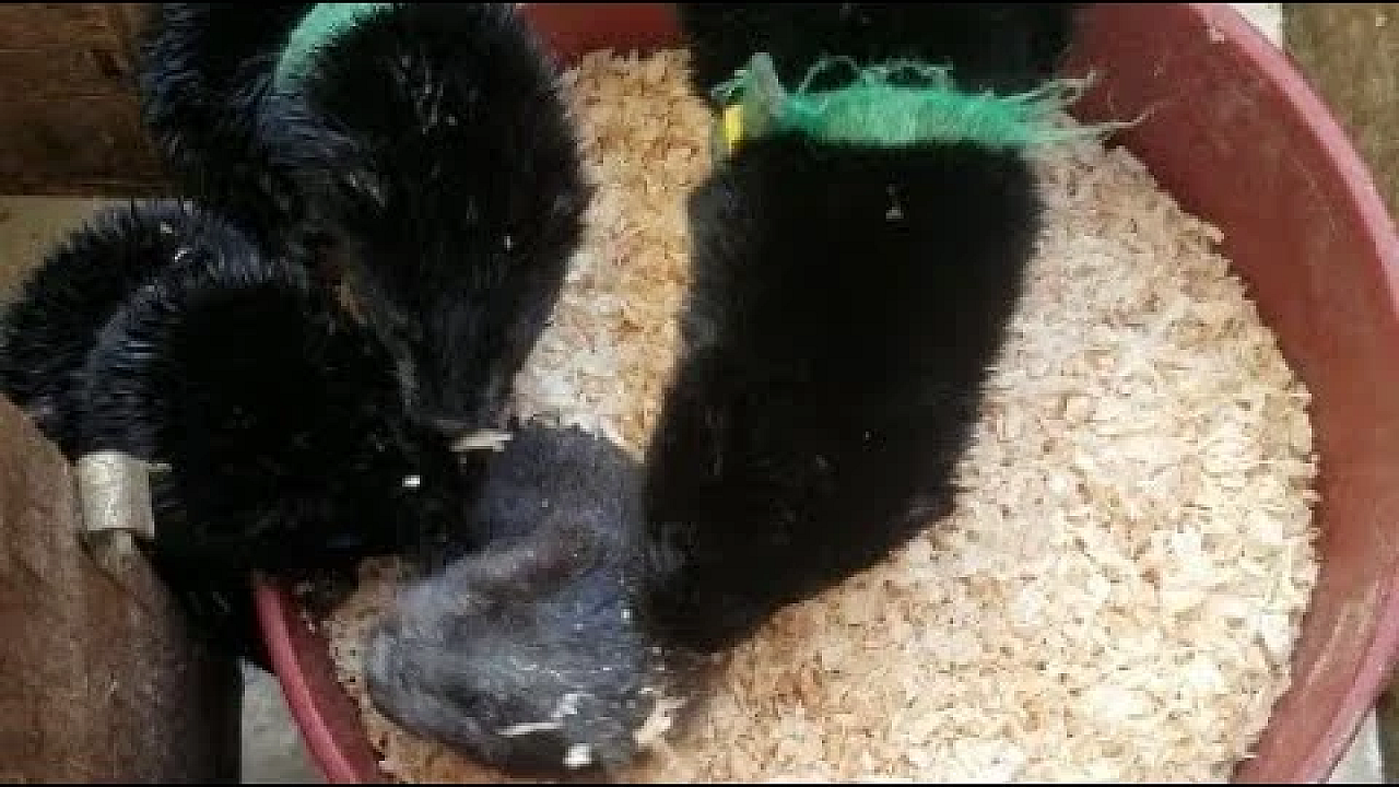 Saber The Mink Playing In Shavings