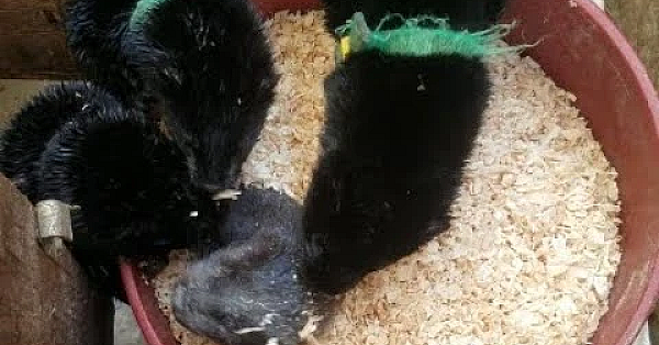 Saber The Mink Playing In Shavings