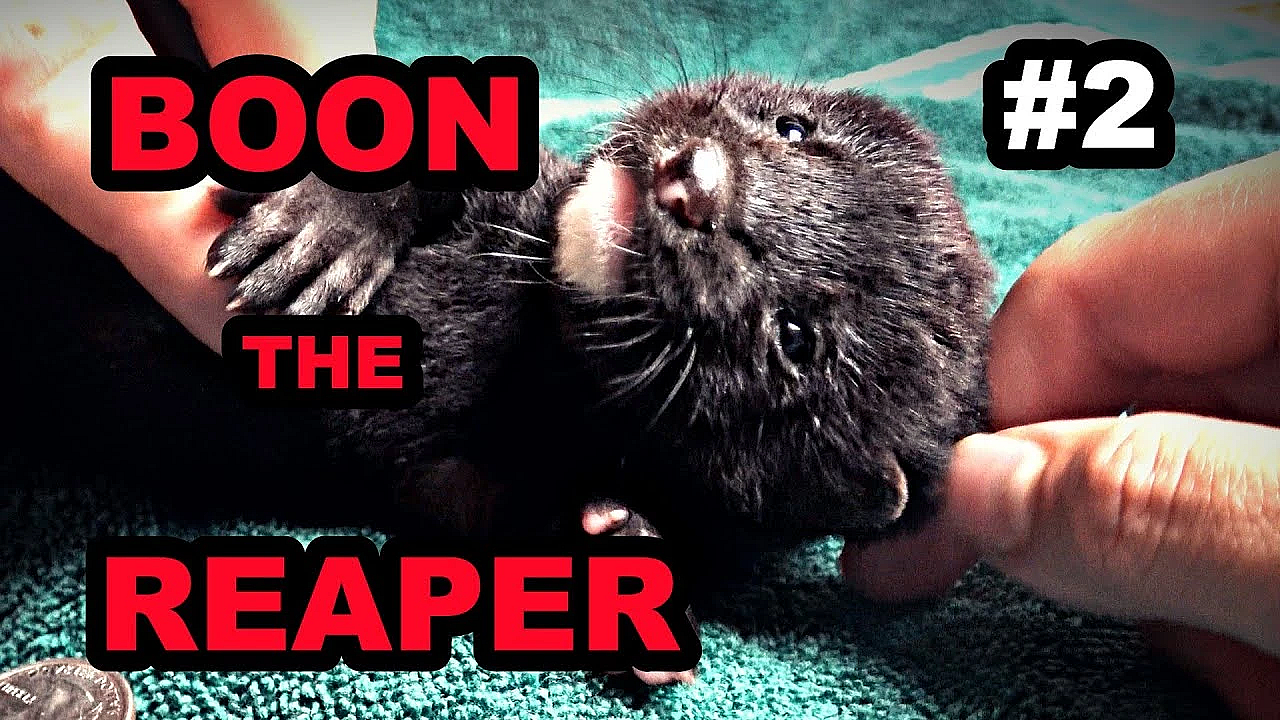 Baby Boon: Cuteness Explosion!