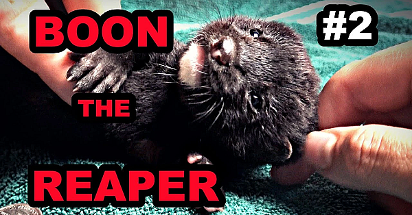 Baby Boon: Cuteness Explosion!