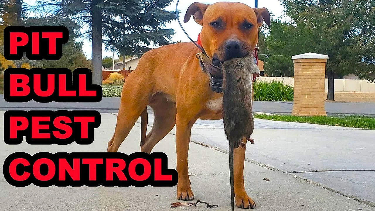 2 Pit Bulls And A Terrier Mix Ratting!