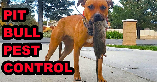 2 Pit Bulls And A Terrier Mix Ratting!