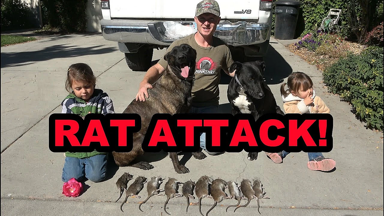 Piling Up Rats/what Happened To Gremlin