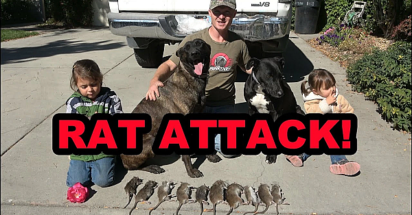 Piling Up Rats/what Happened To Gremlin