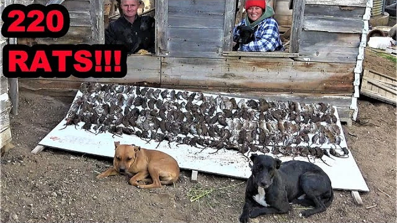 Rat Flood Stopped By Army Of Dogs.