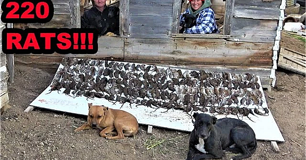 Rat Flood Stopped By Army Of Dogs.