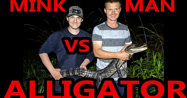 Gator Vs Mink Man
