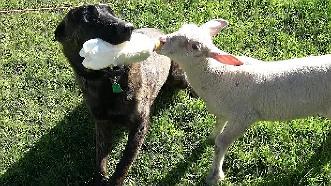 Introducing Our Family Pet Lamby