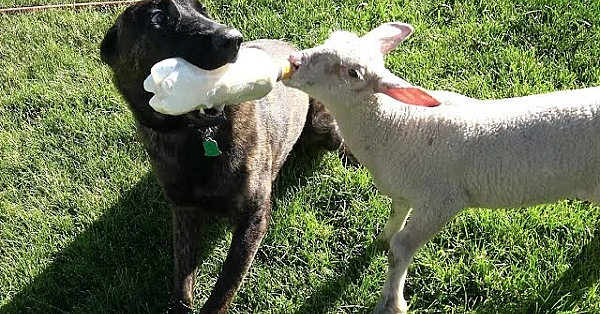 Introducing Our Family Pet Lamby