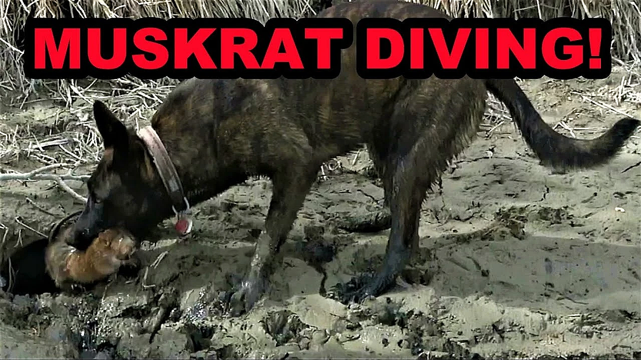 Sherni Learns To Dive For Muskrats!