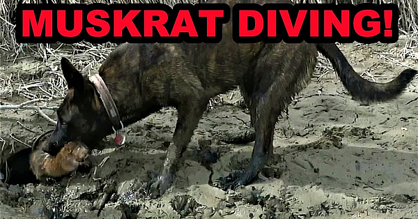 Sherni Learns To Dive For Muskrats!