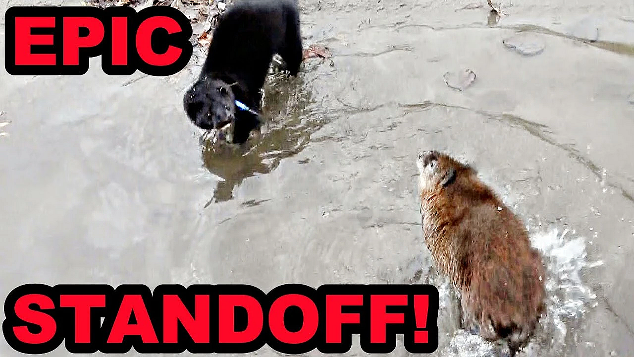 Boon's Failure Then Redemption