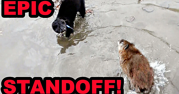 Boon's Failure Then Redemption