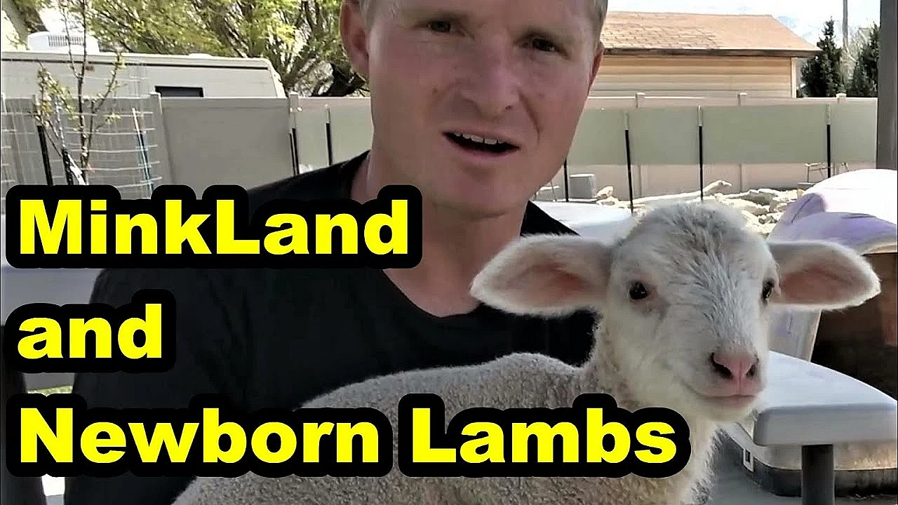 Minkland Finished And Lamby Gave Birth!