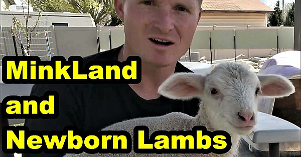 Minkland Finished And Lamby Gave Birth!