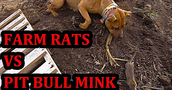 Ratting At A New Farm!