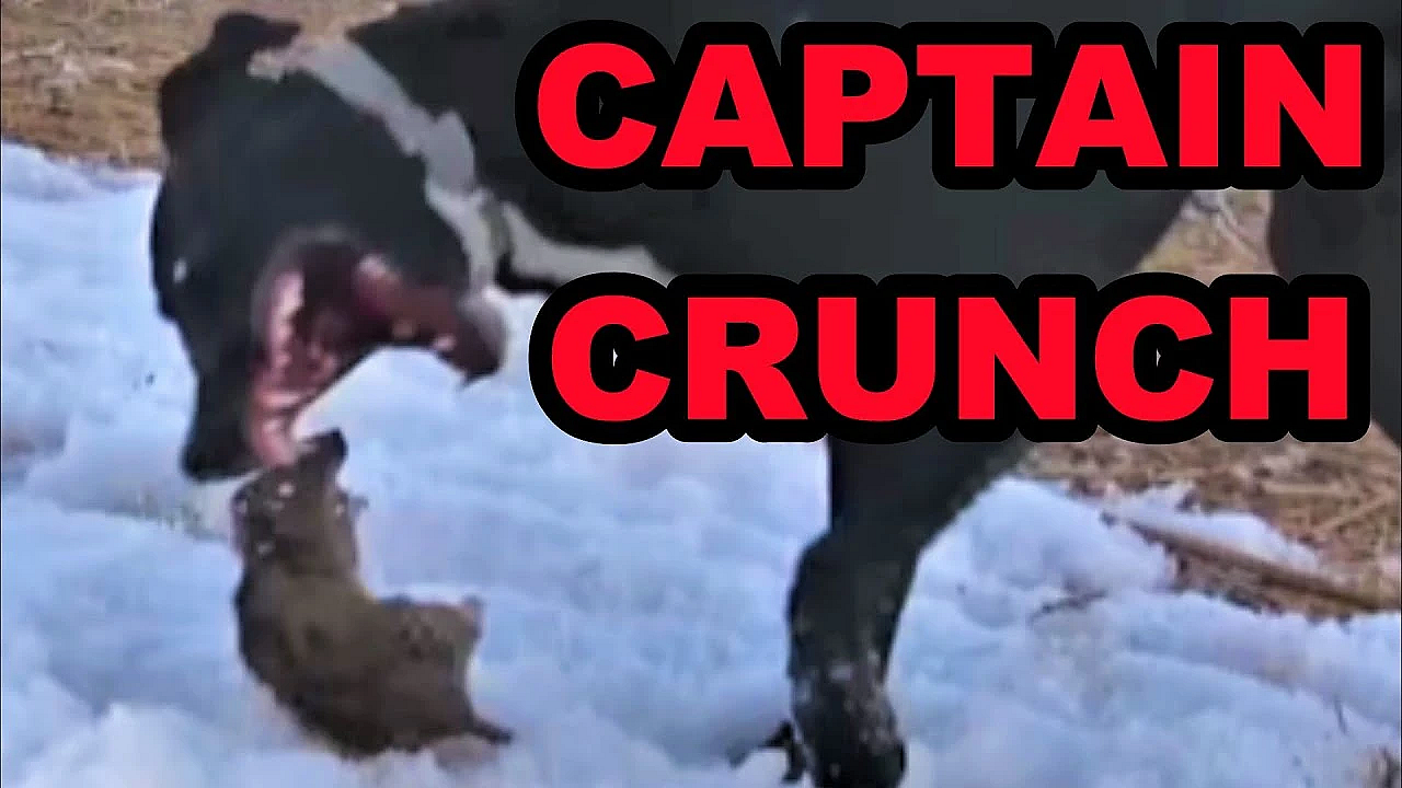 Best Of Boss: Captain Crunch!!!