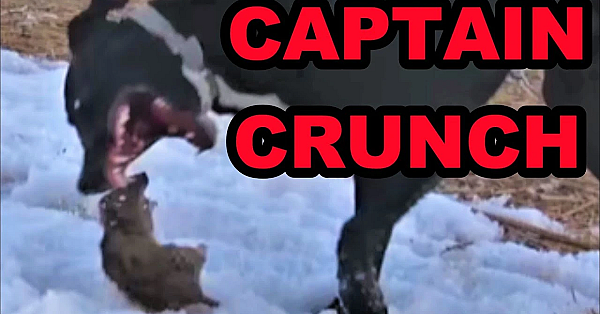 Best Of Boss: Captain Crunch!!!