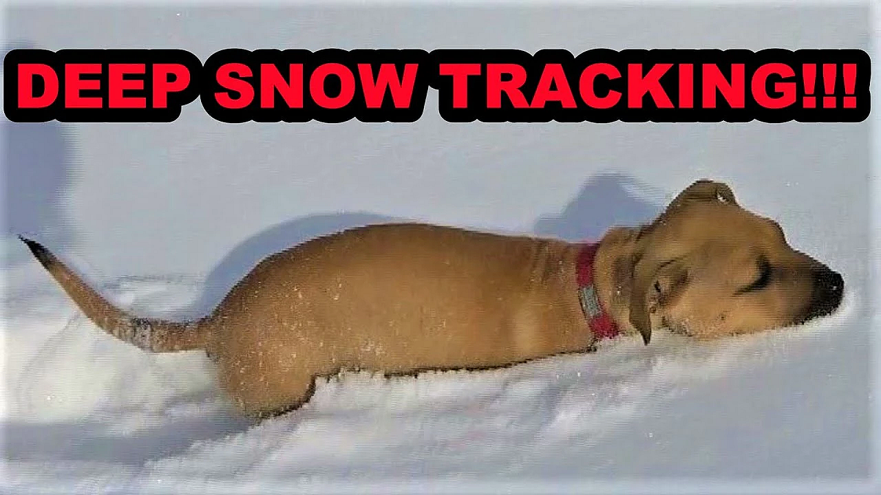 Bindi Bucket Training And Trailing In Deep Snow!