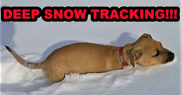 Bindi Bucket Training And Trailing In Deep Snow!