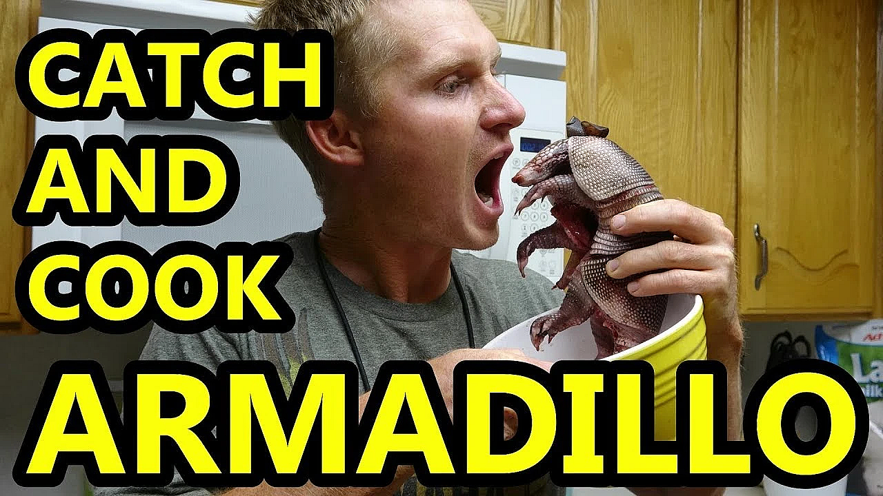 Hunting Armadillo With Terrier