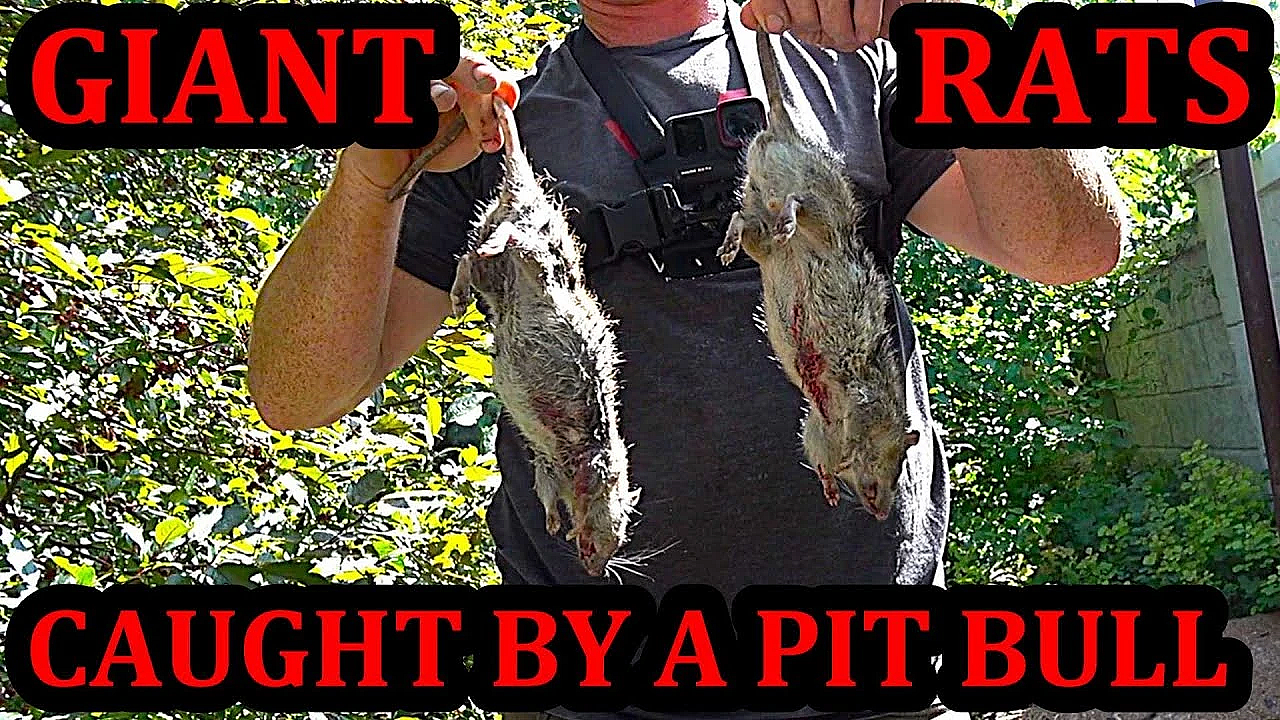 Ratting At The Neighbors