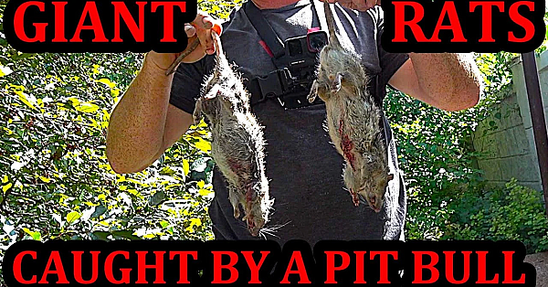 Ratting At The Neighbors