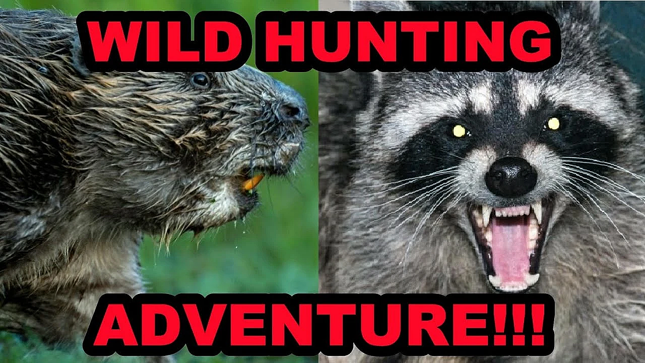 Why Do We Hunt Raccoons And Beavers?