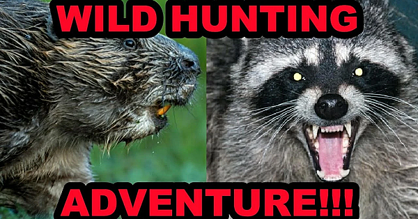 Why Do We Hunt Raccoons And Beavers?