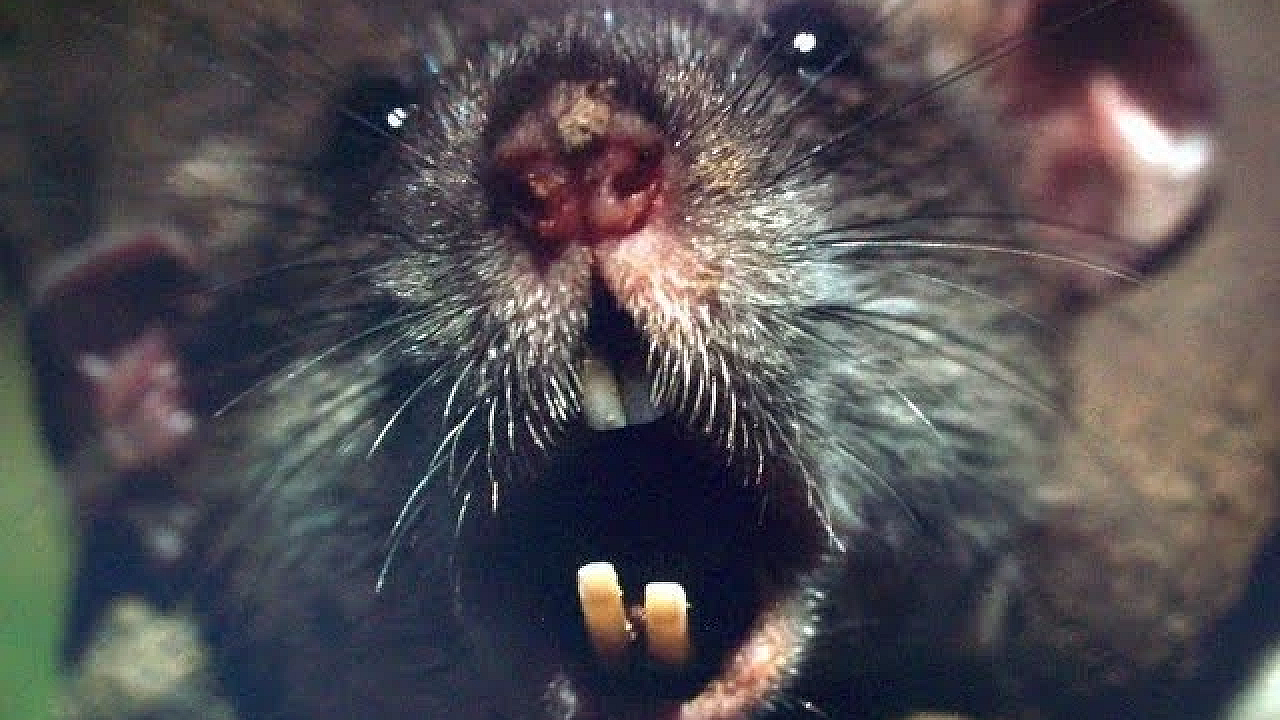 Bloodthirsty Rats Vs Mink And Dogs!