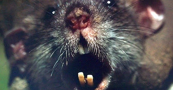 Bloodthirsty Rats Vs Mink And Dogs!