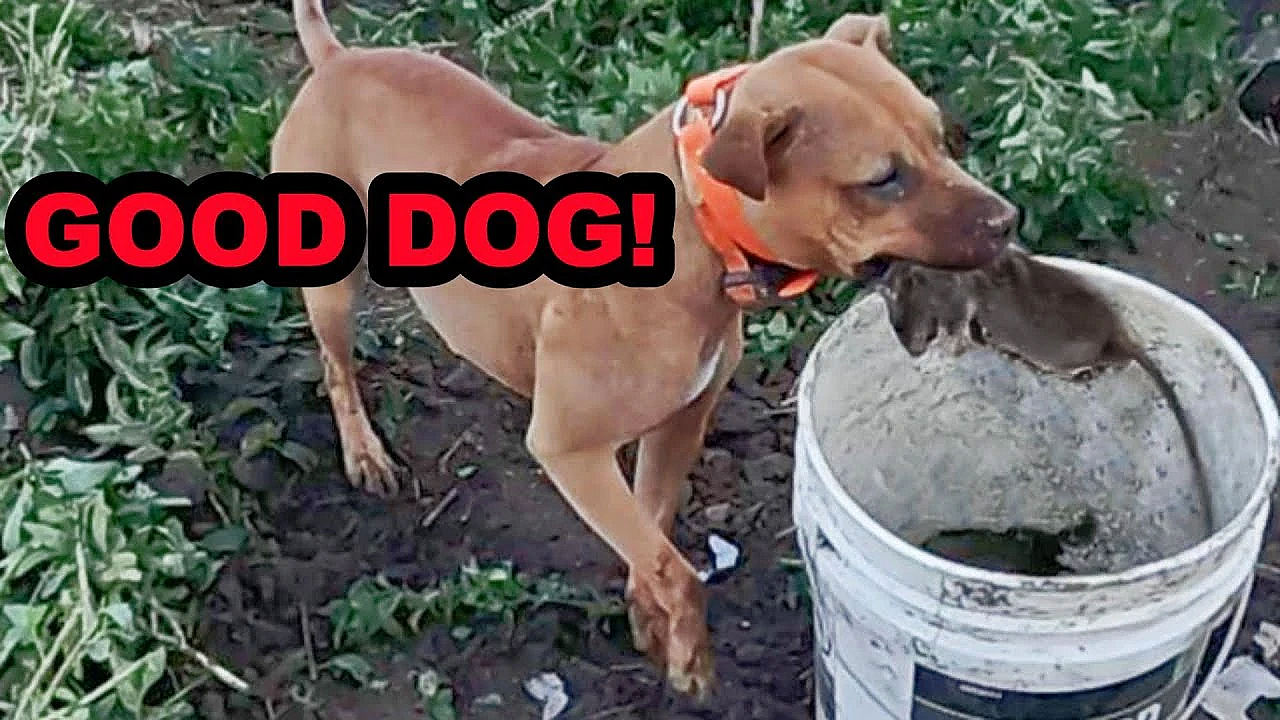 69 Rats Decimated By Dogs!