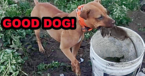 69 Rats Decimated By Dogs!