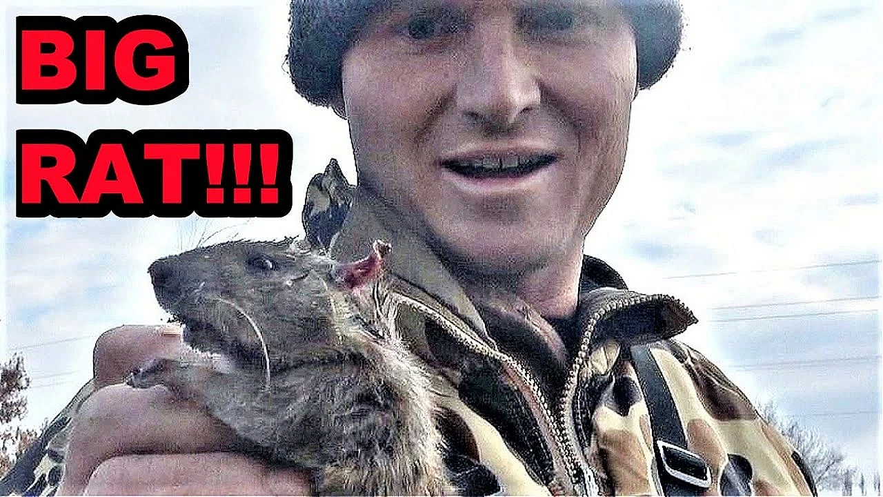 Pest Control With Mink And Dogs!