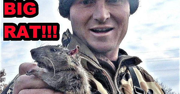 Pest Control With Mink And Dogs!