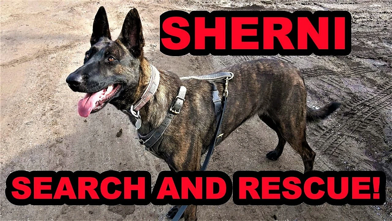 Sherni Trailing Humans!