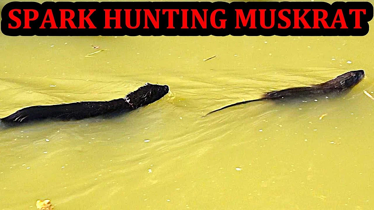 Spark My Mink Hunting Muskrats Like A Pro!