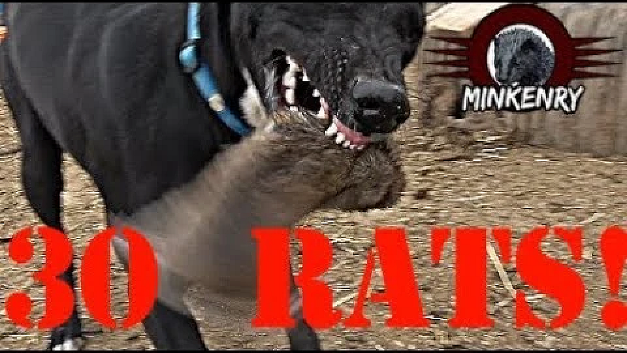 Mink And Dogs Destroy 30 Rats!!!